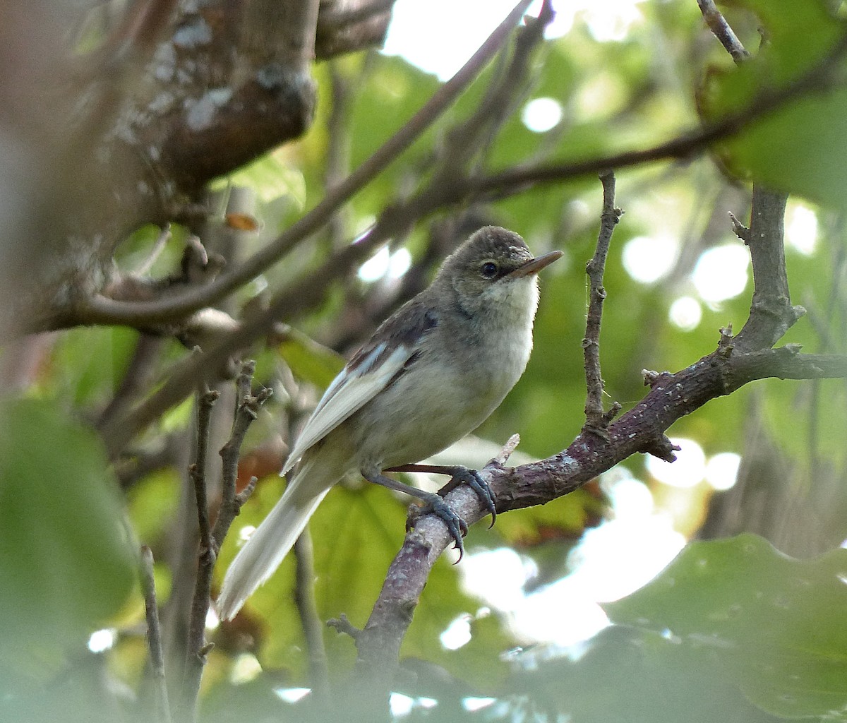 Pitcairn Reed Warbler - Phil Tizzard