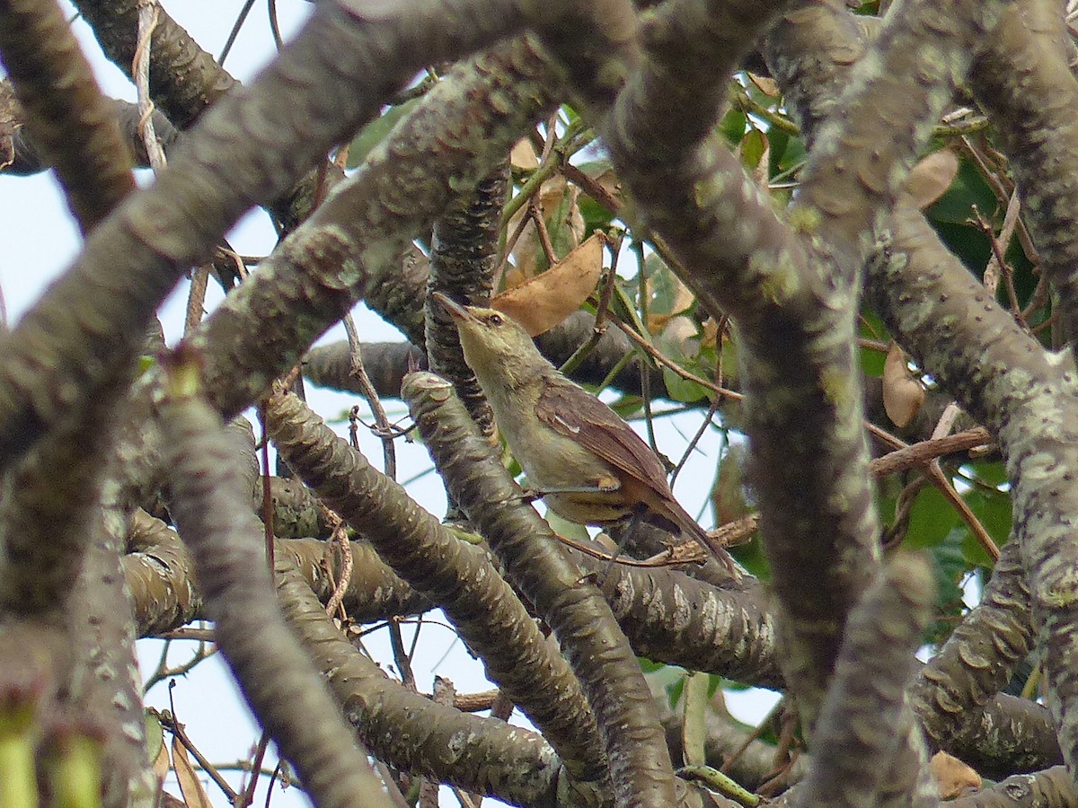 Pitcairn Reed Warbler - Phil Tizzard