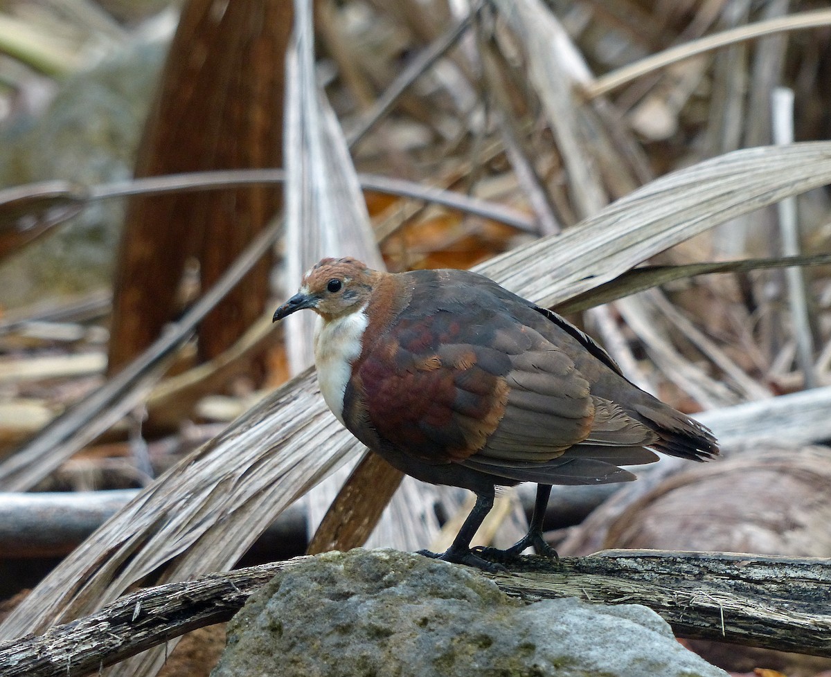 Polynesian Ground Dove - ML205567361