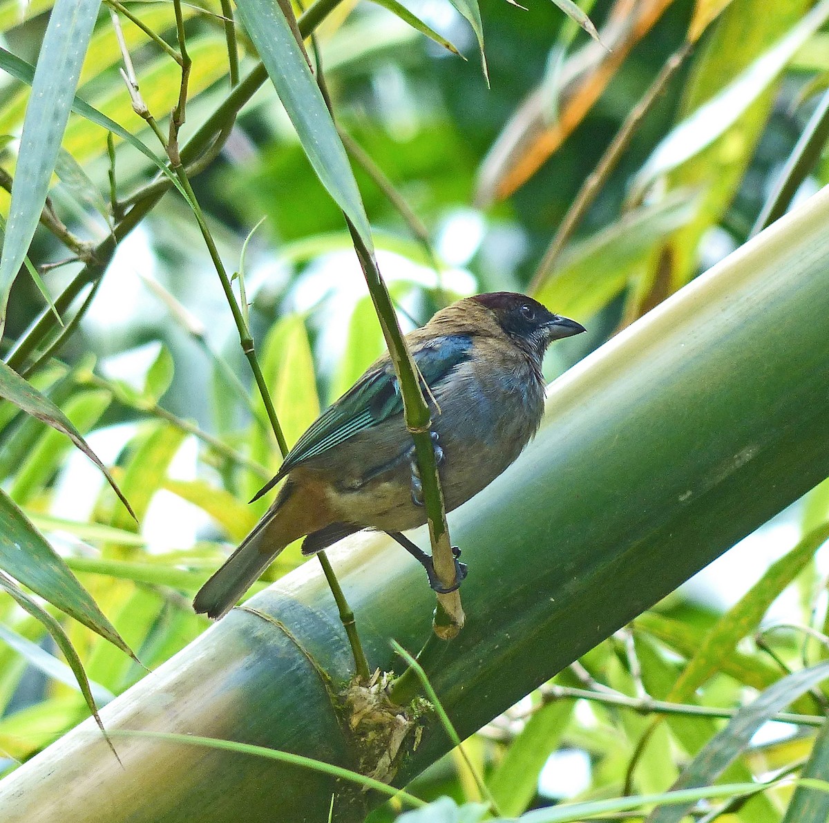 Lesser Antillean Tanager (St. Vincent) - ML205567461