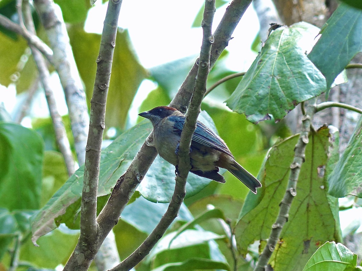 Lesser Antillean Tanager (St. Vincent) - ML205567471