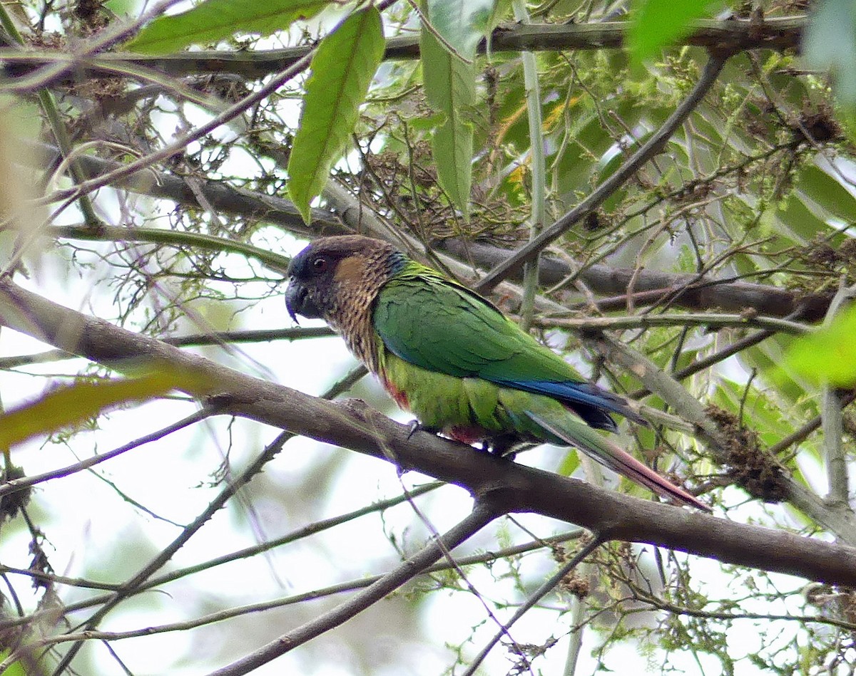 Cotorra de Santarém (amazonum) - ML205567561