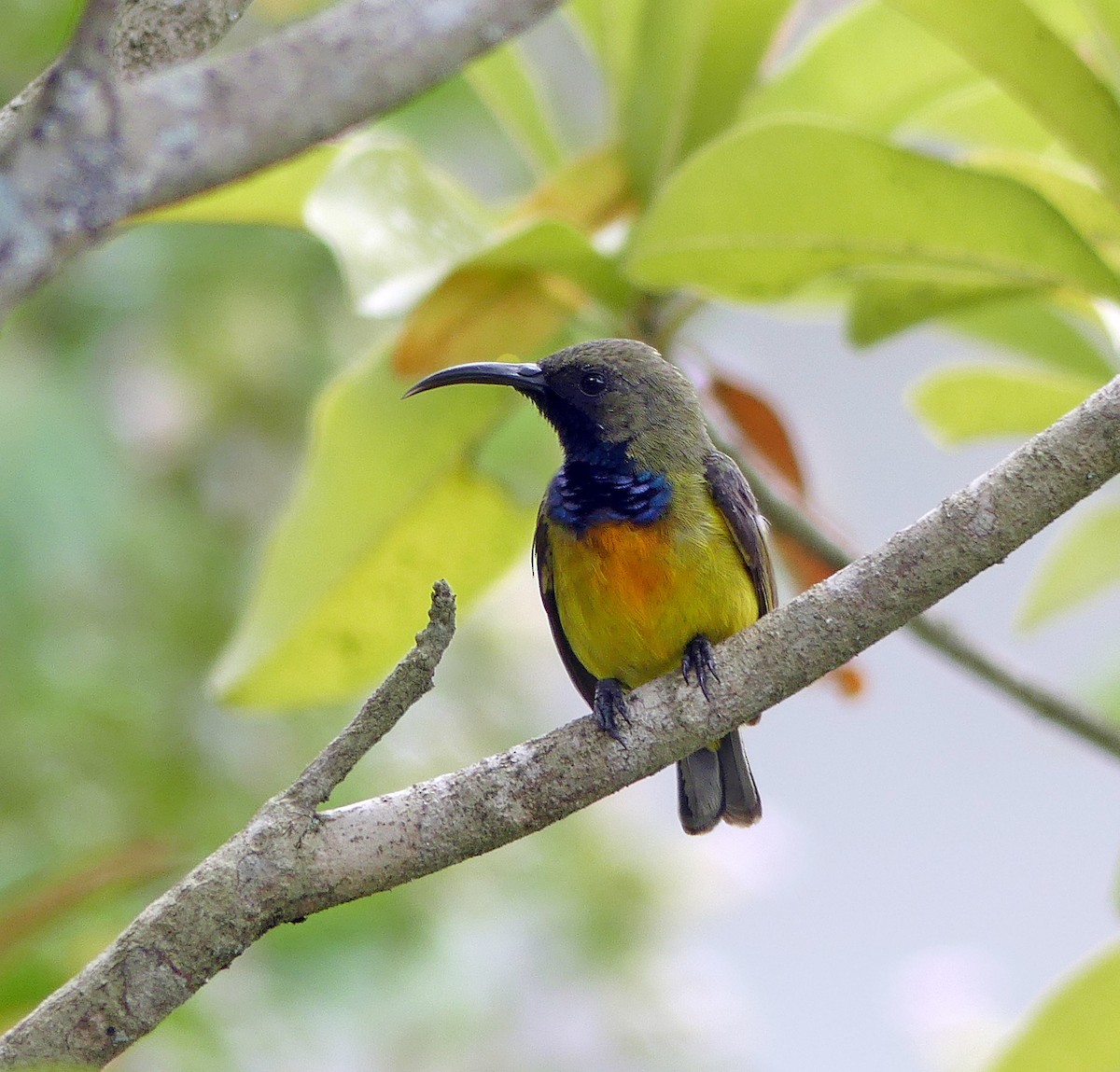 Apricot-breasted Sunbird - ML205567631