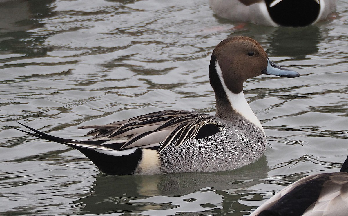 Northern Pintail - Gordon Johnston