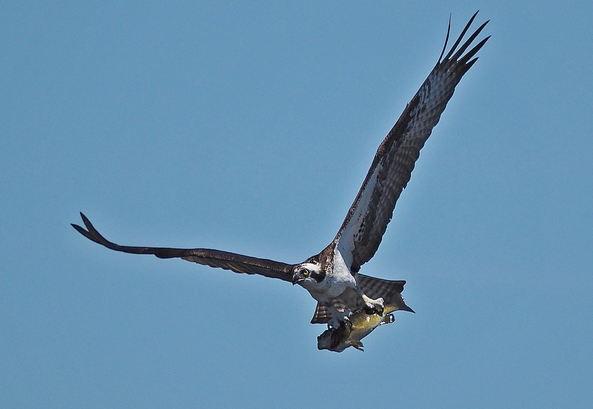 Águila Pescadora (carolinensis) - ML205568611