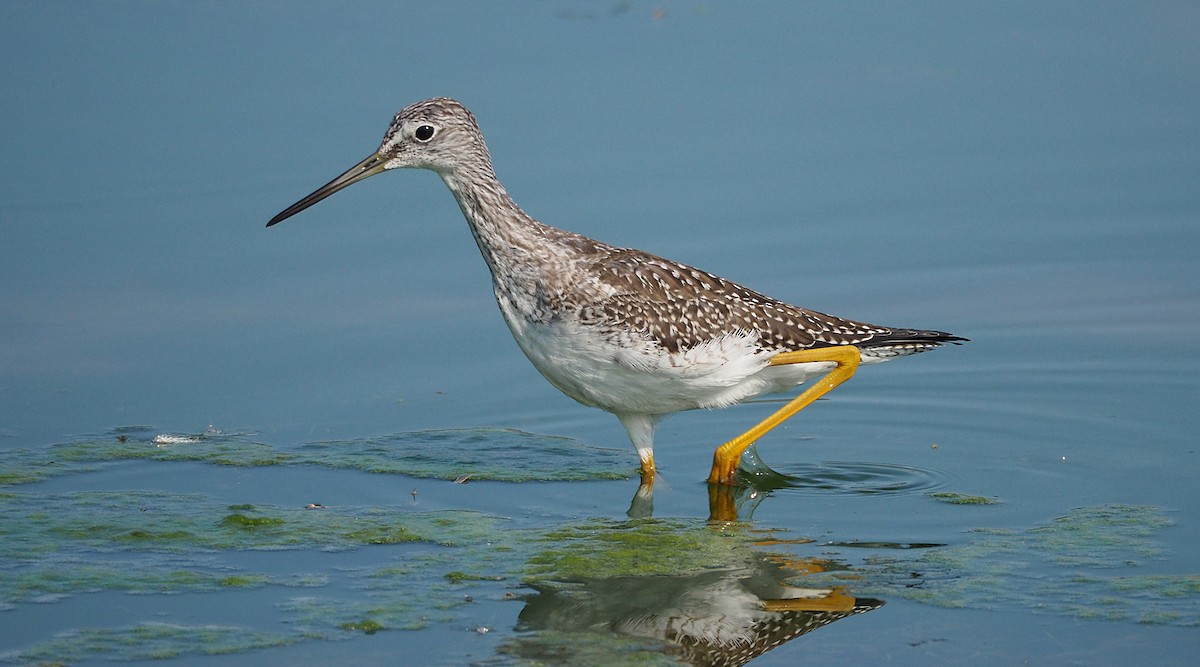 Greater Yellowlegs - Gordon Johnston