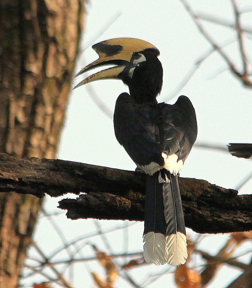 Oriental Pied-Hornbill - ML205569081