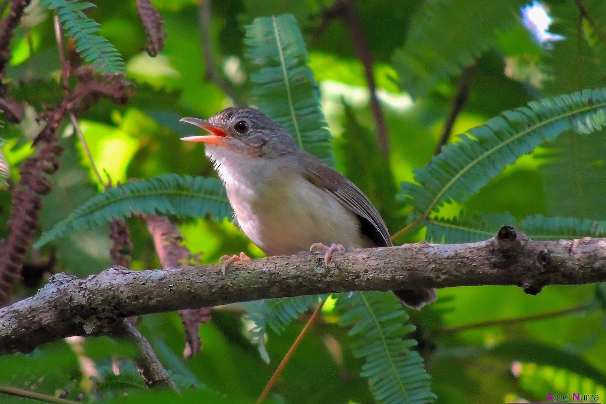 Sumatran Babbler - Agus Nurza