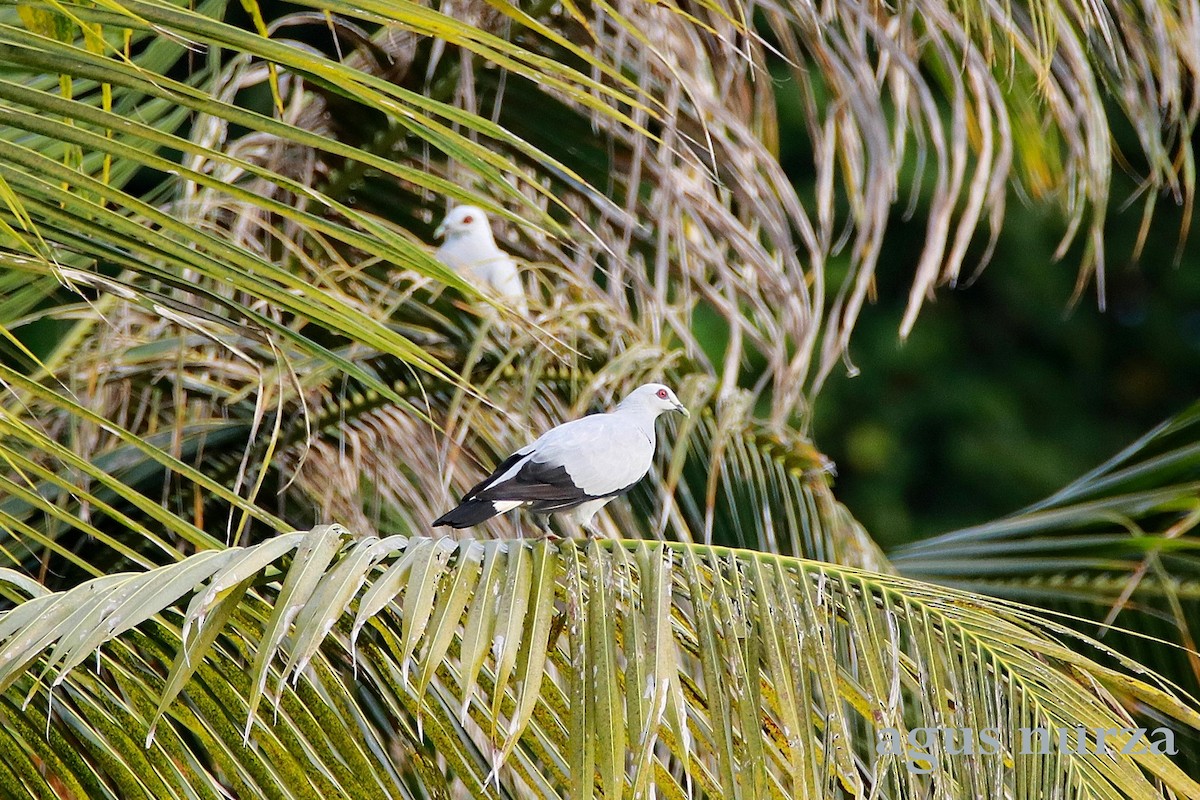 Silvery Wood-Pigeon - Agus Nurza