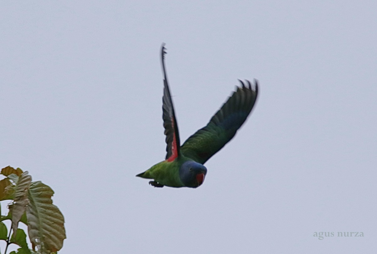 Simeulue Parrot - Agus Nurza