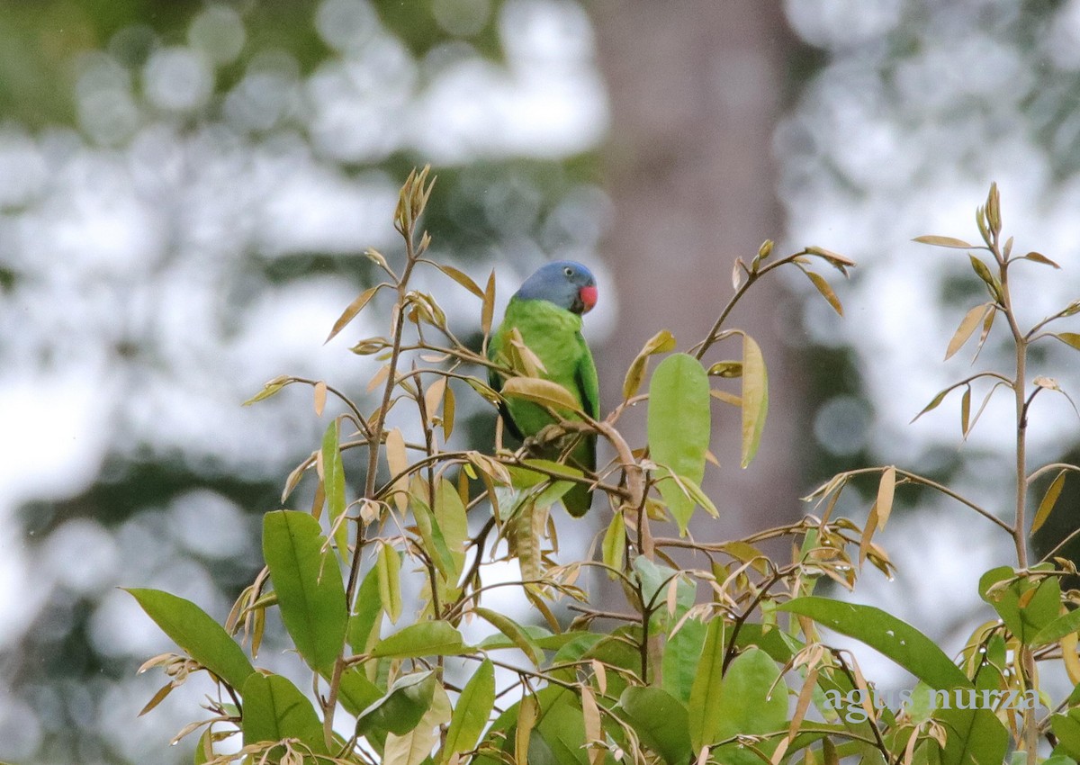 Simeulue Parrot - Agus Nurza