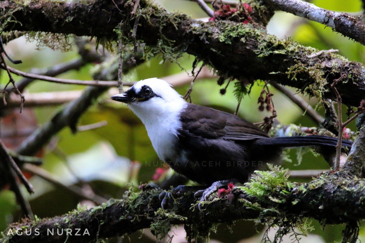 Sumatran Laughingthrush - Agus Nurza