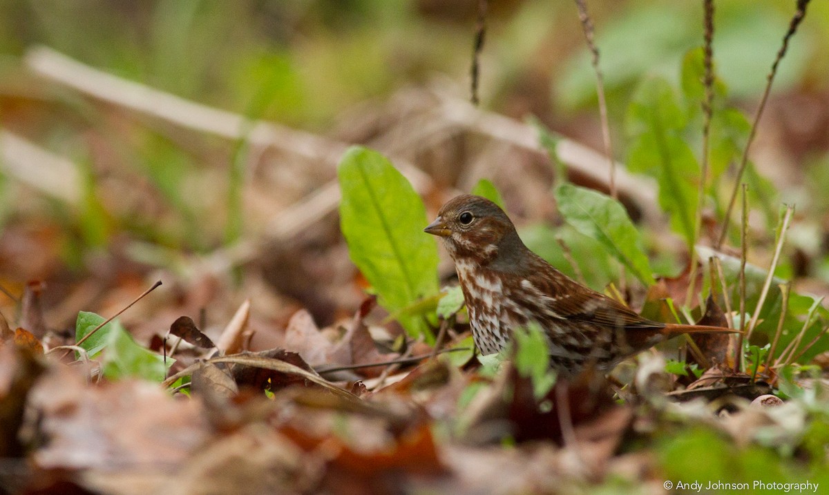 Fox Sparrow (Red) - ML20556951