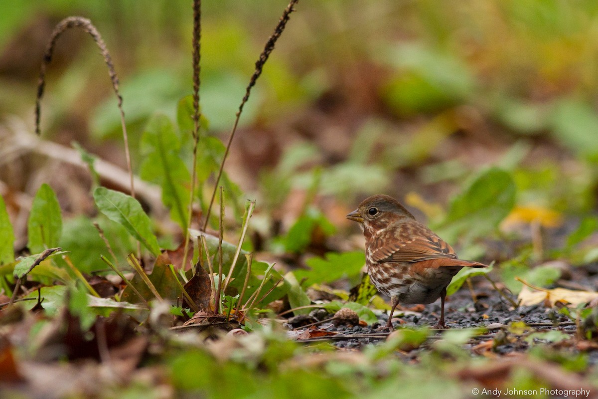 Fox Sparrow (Red) - ML20556961