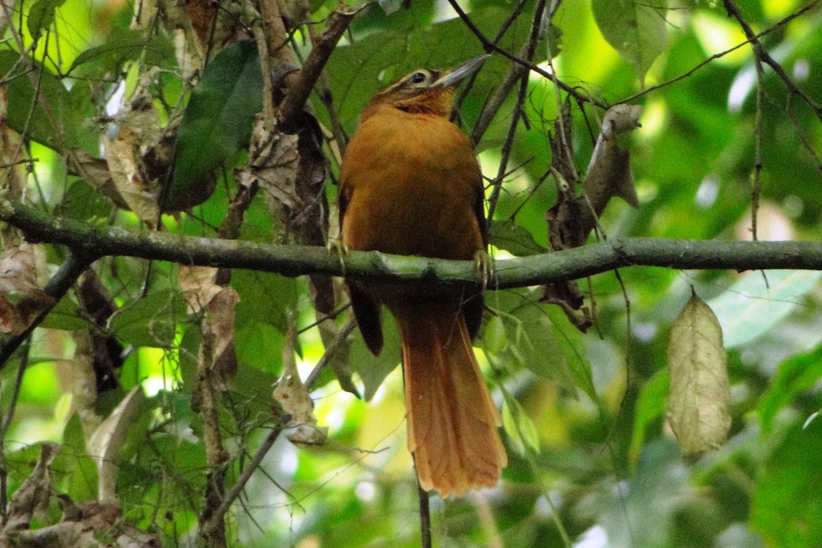 Alagoas Foliage-gleaner - Carlos Otávio Gussoni