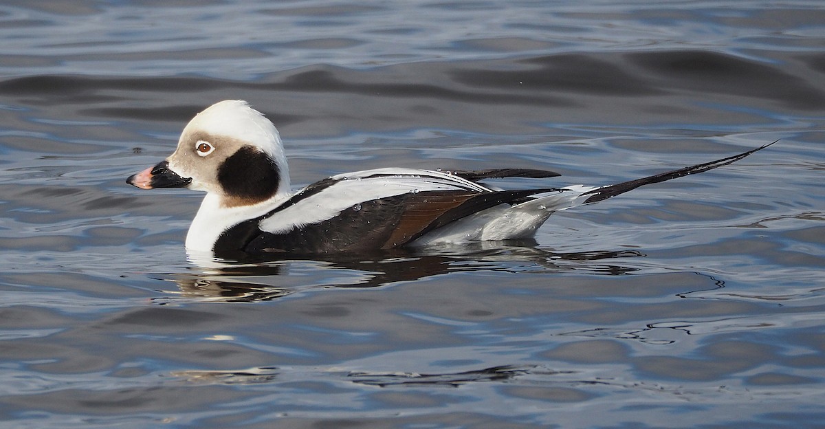 Long-tailed Duck - ML205570431