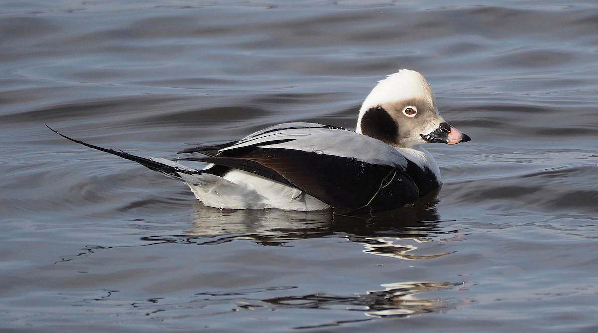 Long-tailed Duck - ML205570441