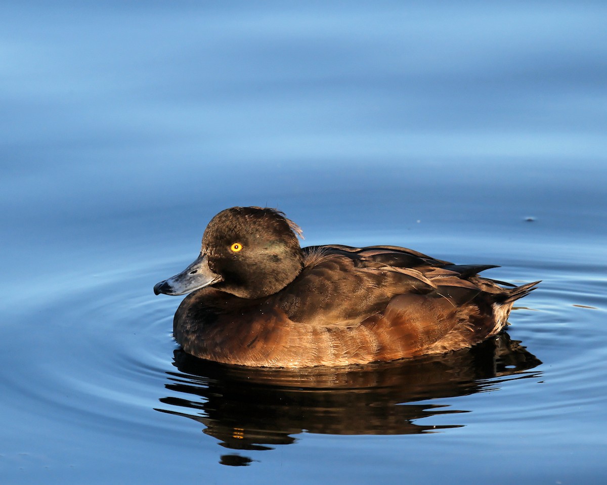 Tufted Duck - Ian K Barker