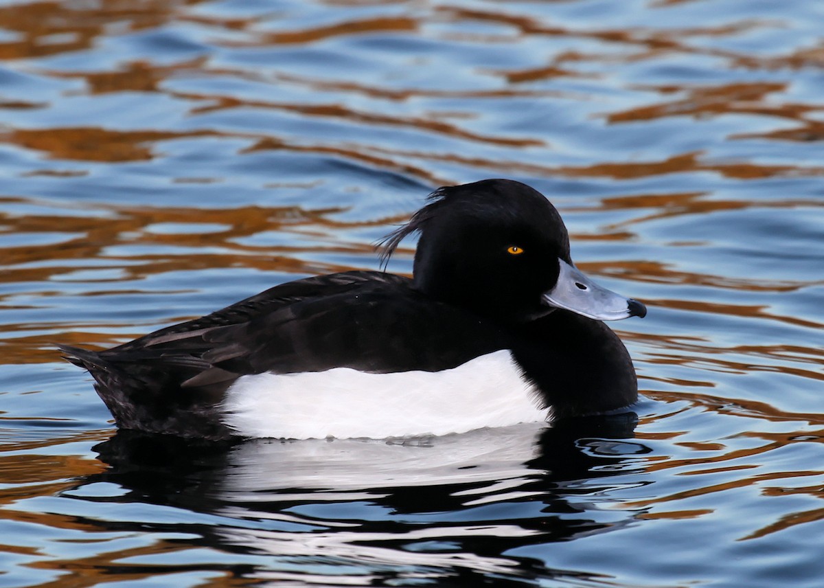 Tufted Duck - Ian K Barker