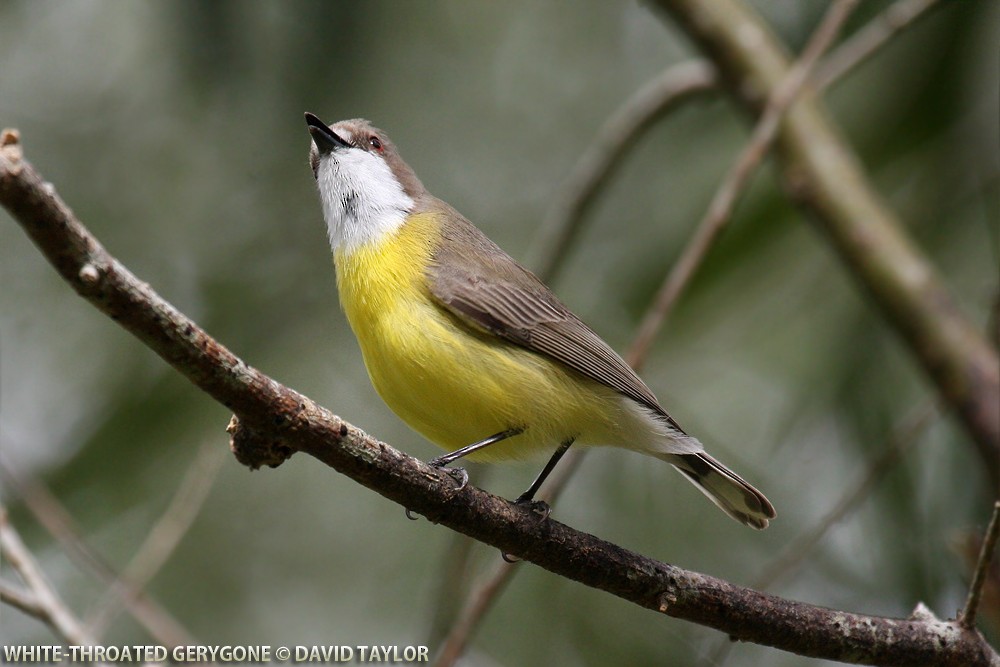 White-throated Gerygone - ML205571331