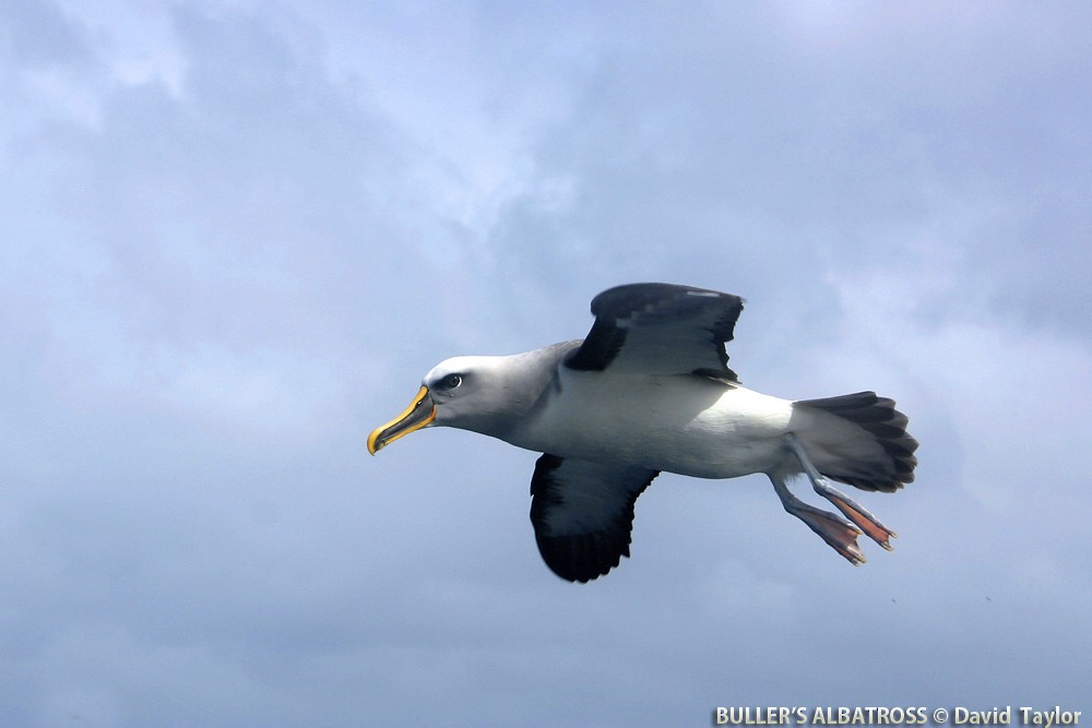 Buller's Albatross - ML205571511