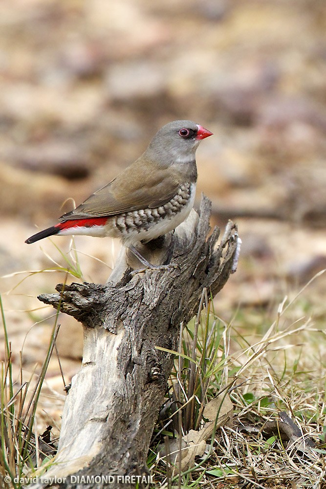 Diamond Firetail - David taylor