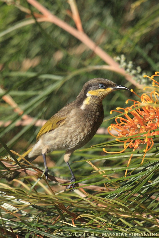 Mangrove Honeyeater - David taylor