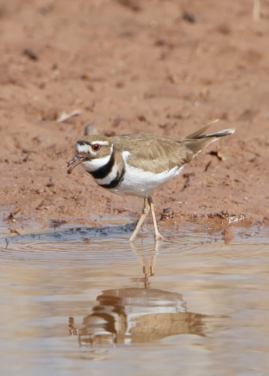 Killdeer - ML205572811