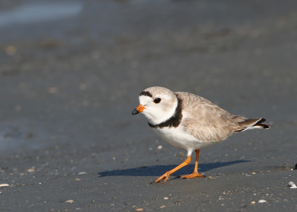 Piping Plover - Ian K Barker