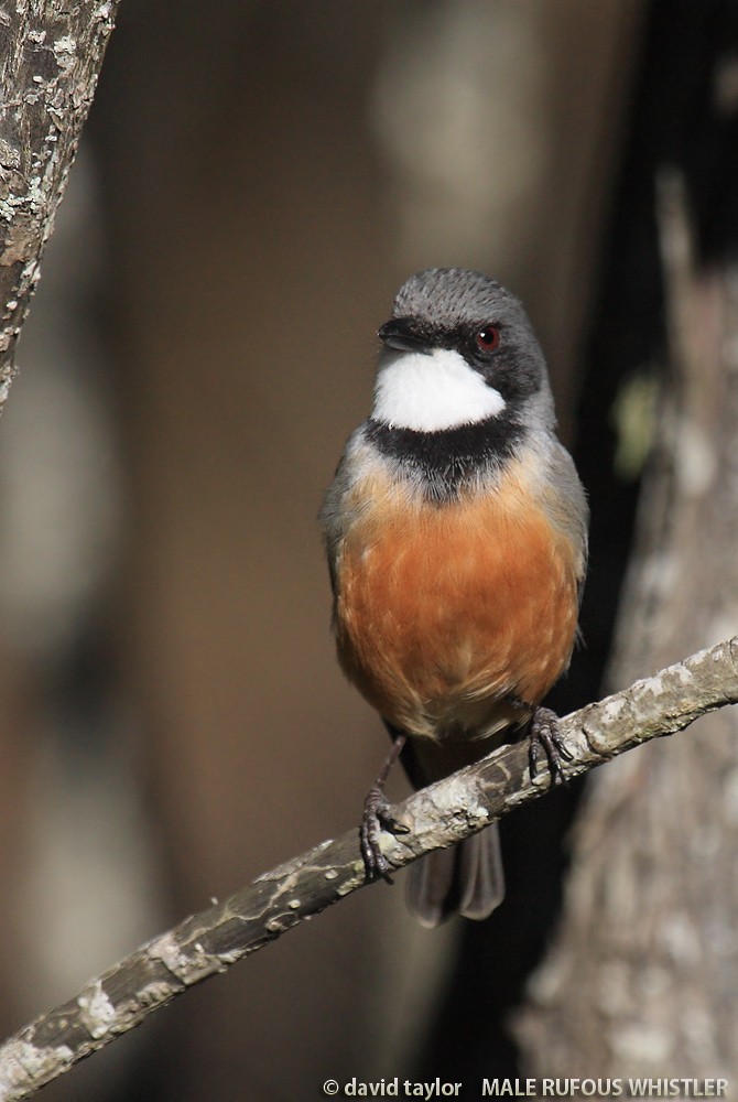 Rufous Whistler - ML205573421