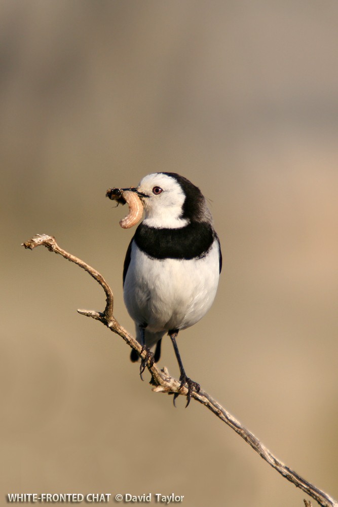 White-fronted Chat - ML205573611