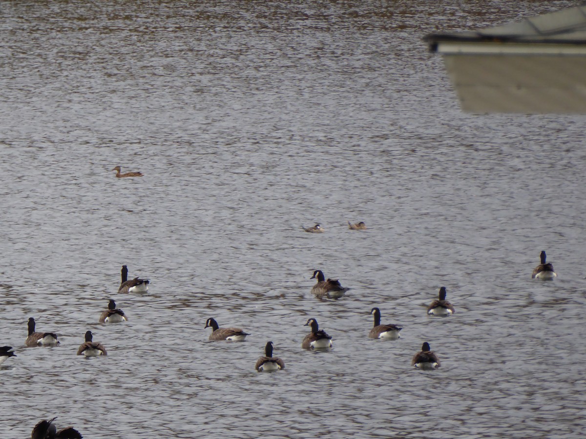 Ruddy Duck - ML20557381