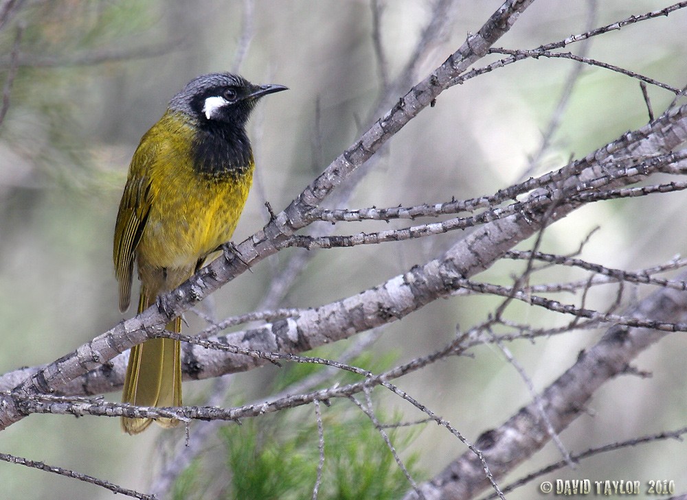 White-eared Honeyeater - ML205573871