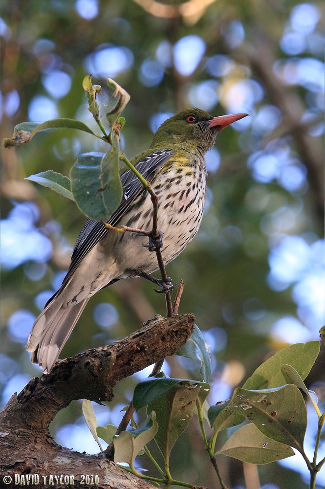 Olive-backed Oriole - ML205573911