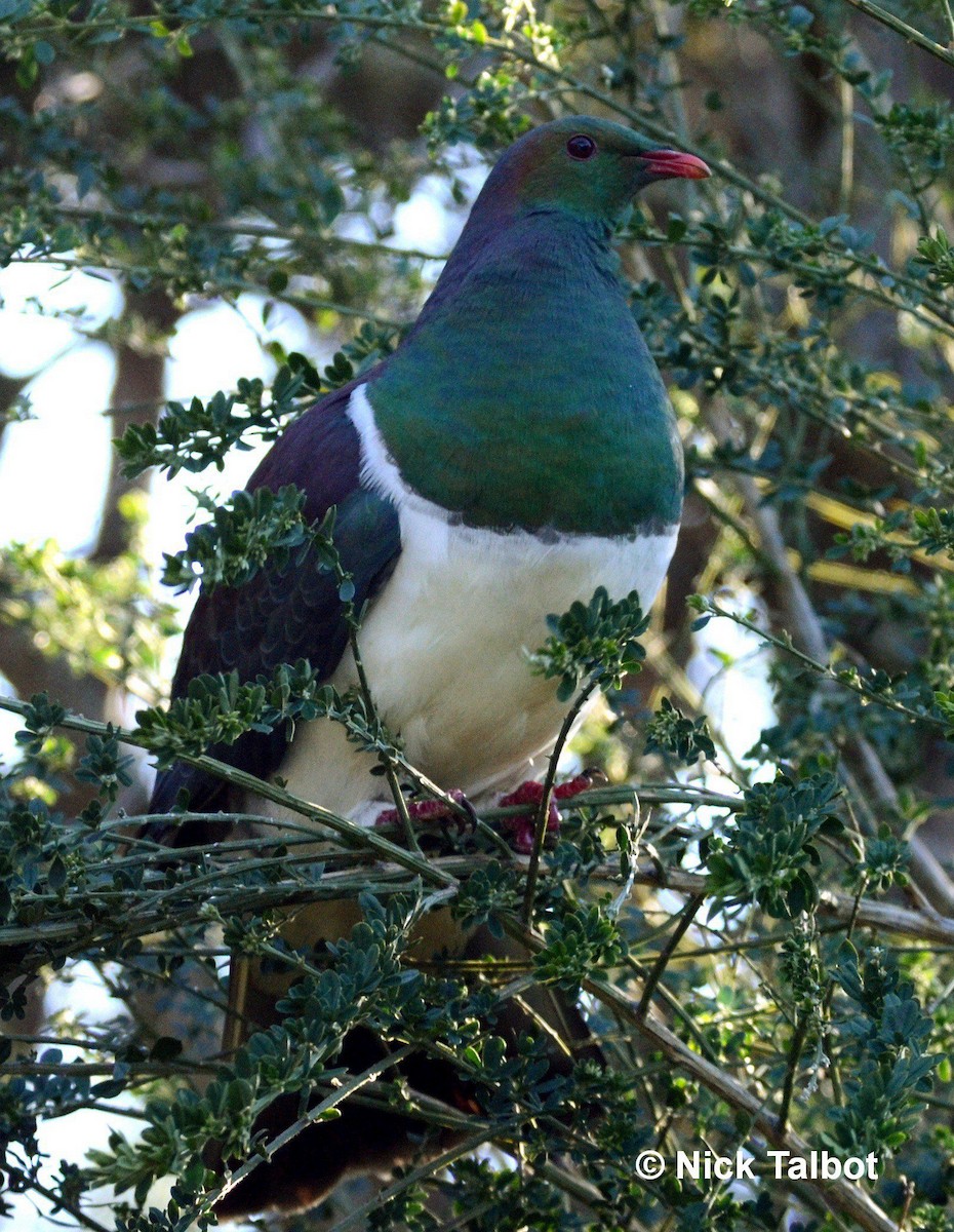 holub maorský (ssp. novaeseelandiae) - ML205574181