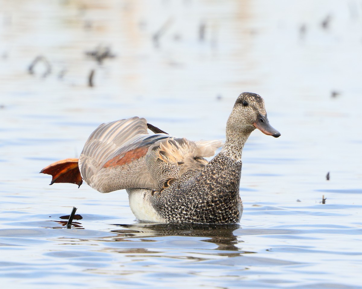 Gadwall (Common) - ML205575011