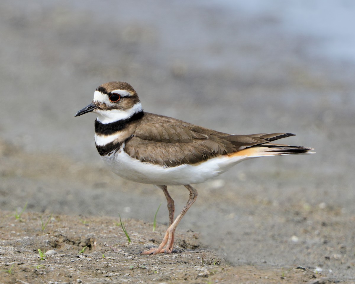 Killdeer - ML205575051