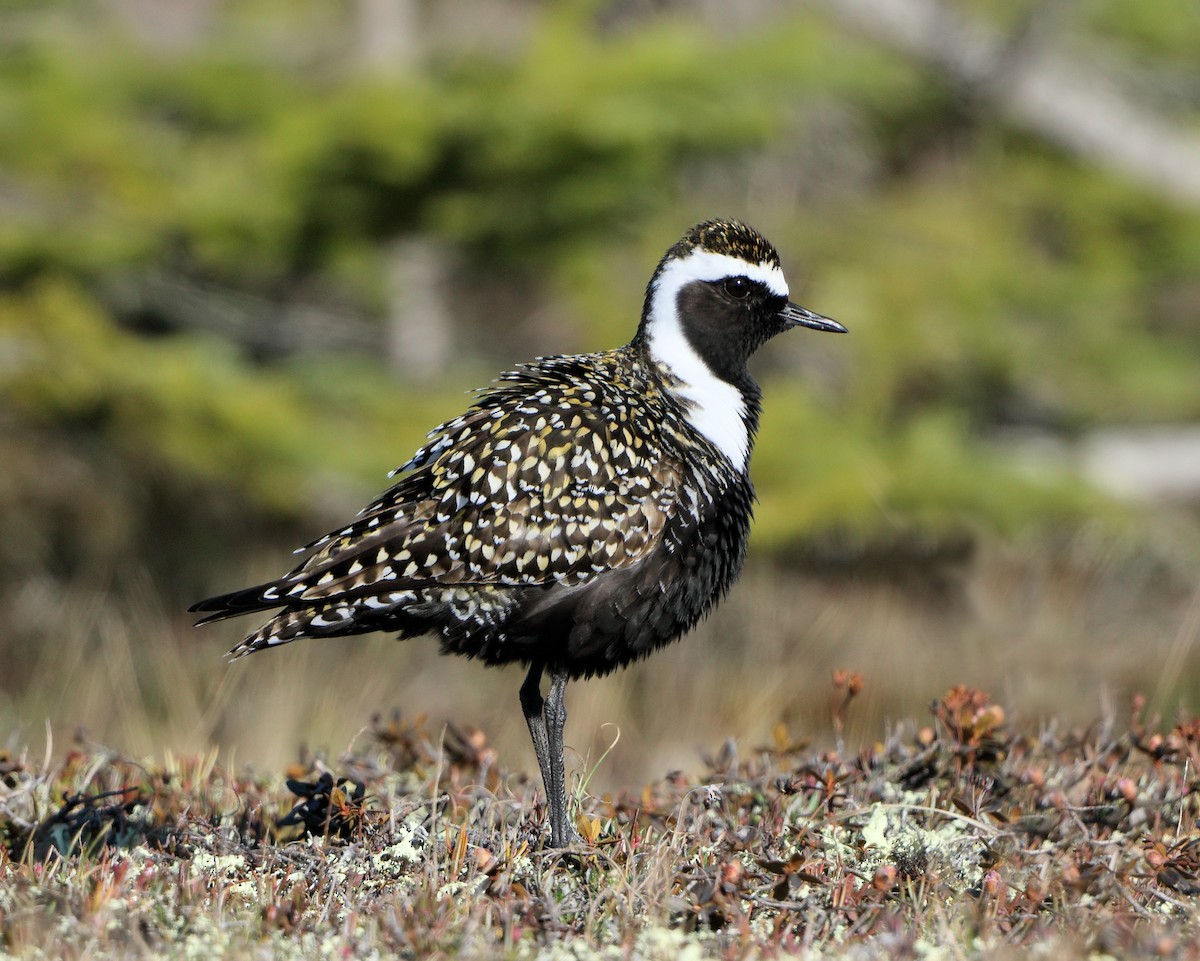 American Golden-Plover - Ian K Barker