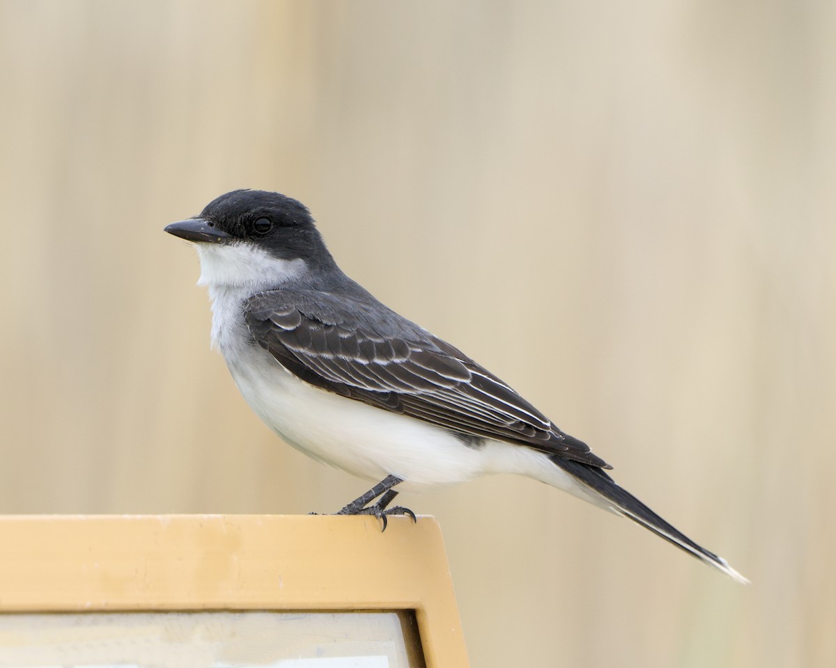 Eastern Kingbird - ML205575121