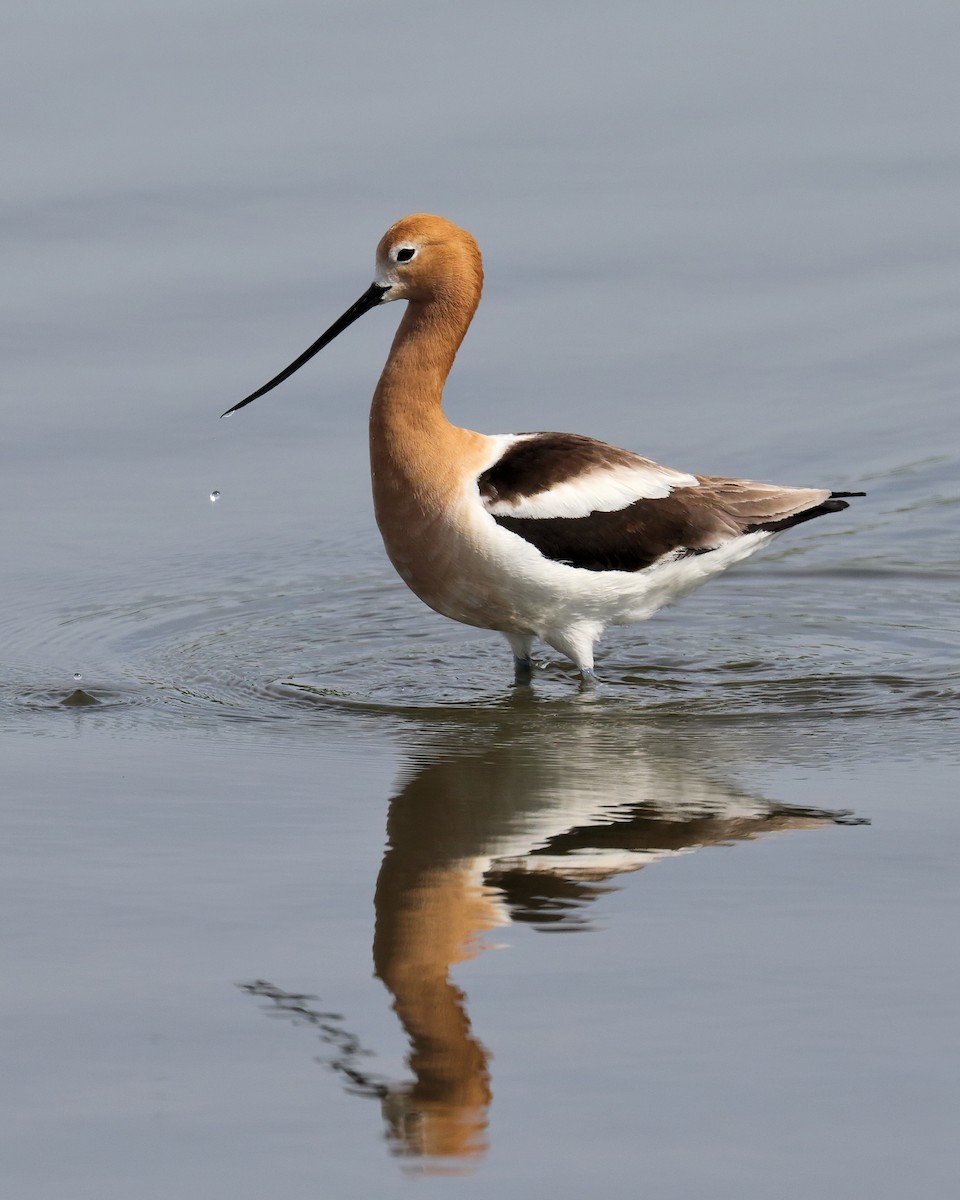 American Avocet - ML205575151