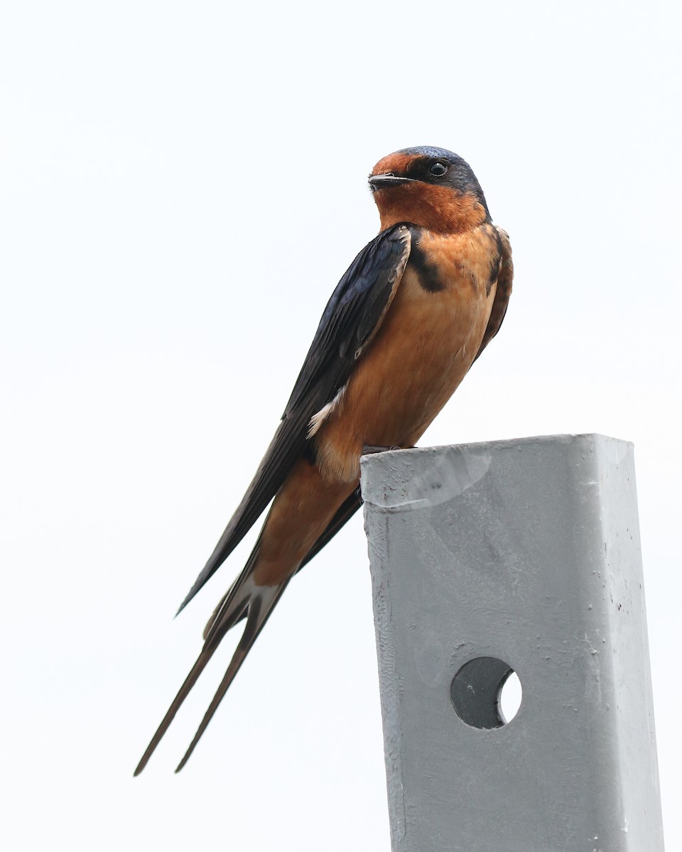 Barn Swallow (American) - Ian K Barker