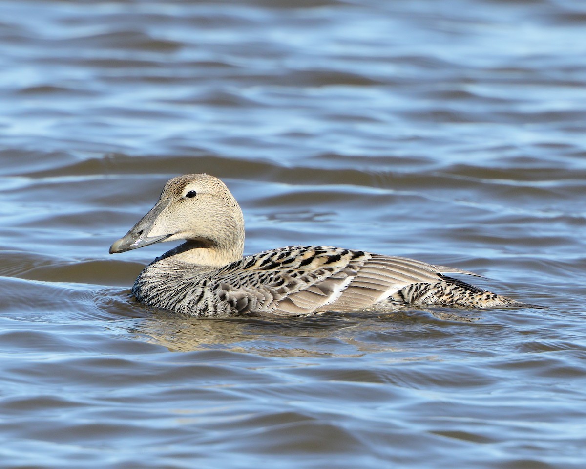 ærfugl (sedentaria) - ML205575261