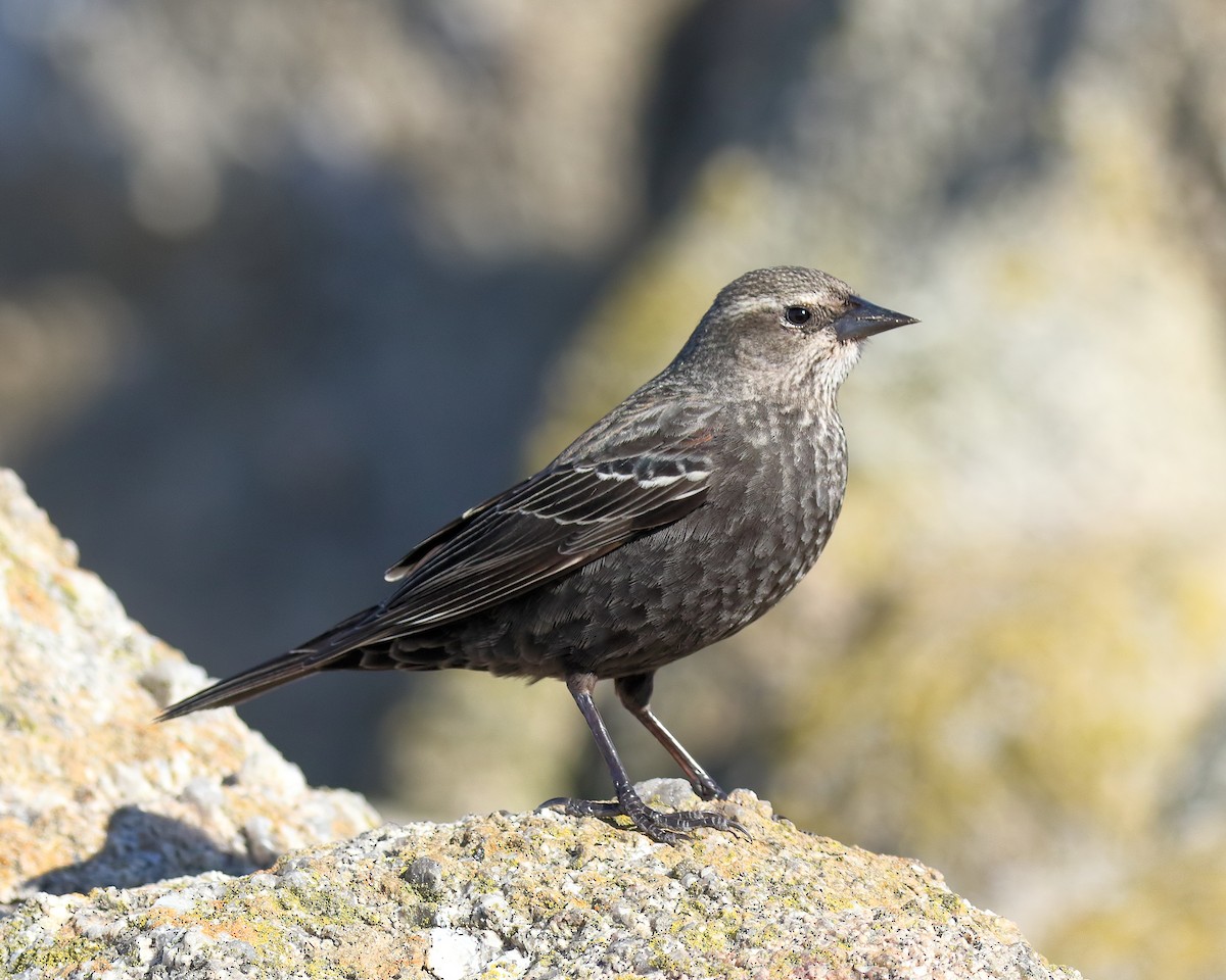 Tricolored Blackbird - ML205575331