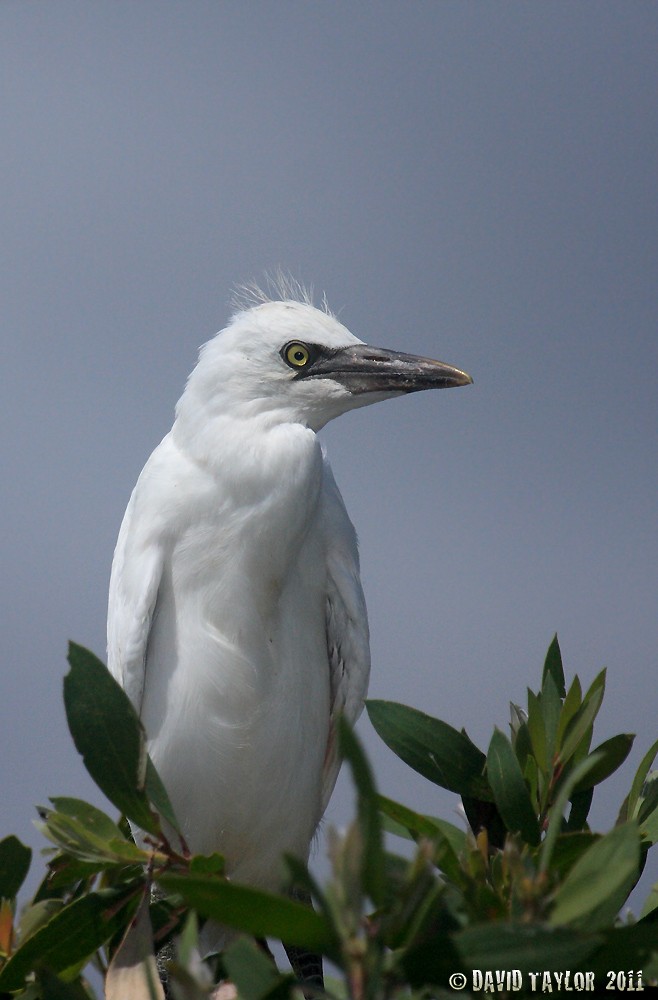 Eastern Cattle-Egret - ML205575541