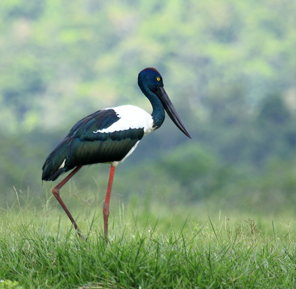 Black-necked Stork - ML205575691