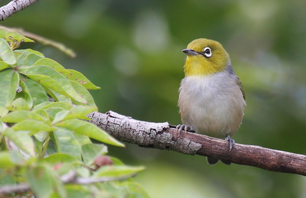 Silvereye - ML205575721