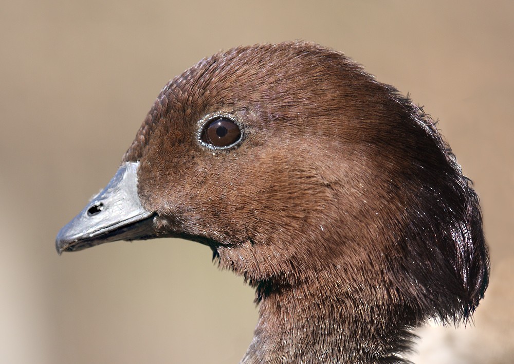 Maned Duck - David taylor