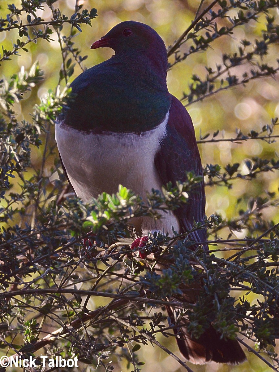 New Zealand Pigeon (New Zealand) - Nicholas Talbot