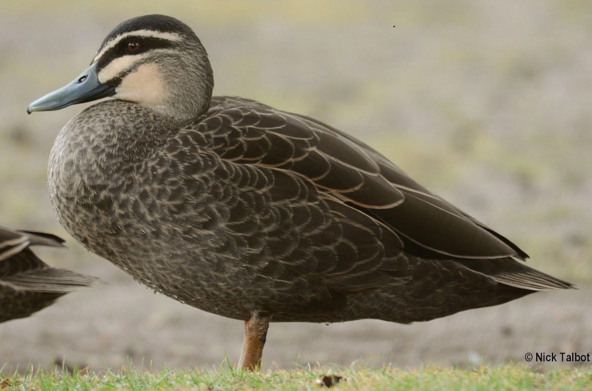 Canard à sourcils - ML205576371