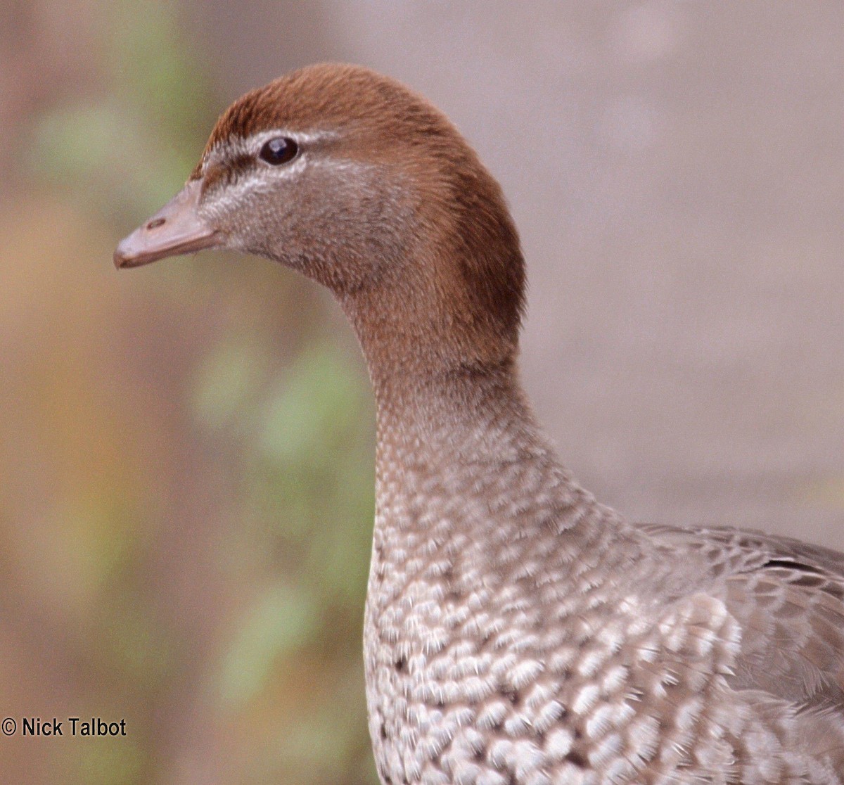 Maned Duck - ML205576381